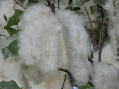 Aşağı çiçek açan kavak ağacı yakın Tarih