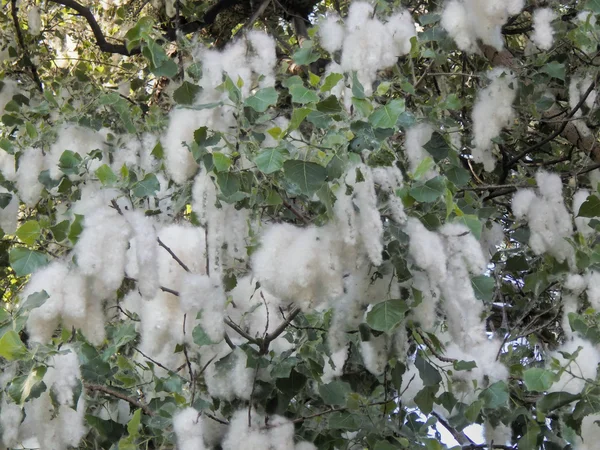 Aşağı çiçek açan kavak ağacı yakın Tarih