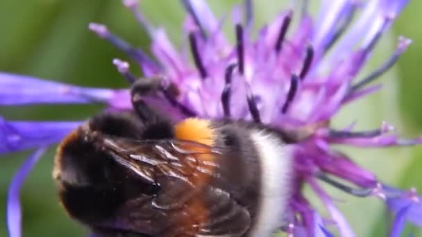 Big bumblebee em flor closeup — Vídeo de Stock