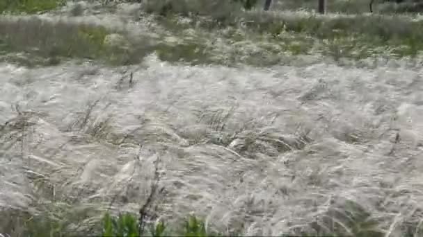 Grama de penas oscila no vento no prado — Vídeo de Stock