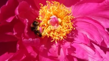 Çiçek portre üzerinde büyük yaban arısı