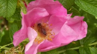 Çiçek portre üzerinde büyük yaban arısı