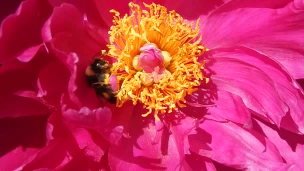 Gran abejorro en primer plano de la flor — Vídeo de stock