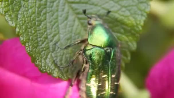 Escarabajo verde grande en flores rosa primer plano — Vídeos de Stock