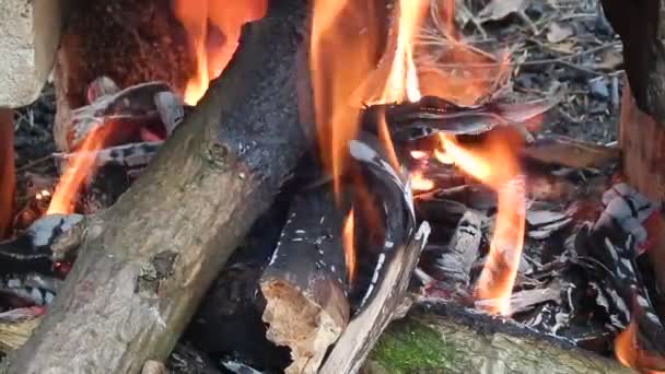 Fuego ardiente y ardiente con carbones en la naturaleza de cerca — Vídeos de Stock