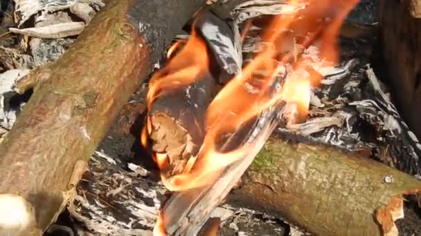 Brûler et brûler le feu avec des charbons dans la nature close-up — Video