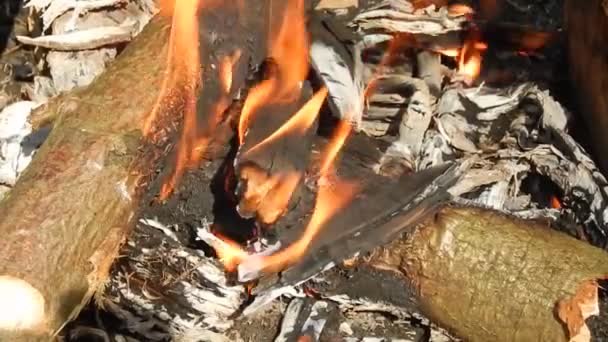 Queima e fogo ardente com brasas na natureza close-up — Vídeo de Stock