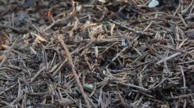 Karınca yuvası, karıncalar eser