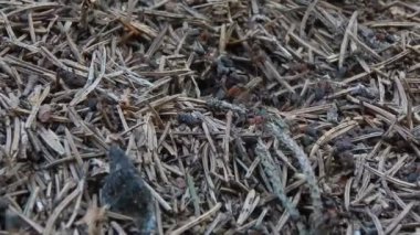 Karınca yuvası, karıncalar eser