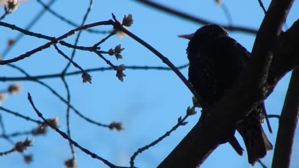 Singing forest bird sitting on a branch — Stock Video