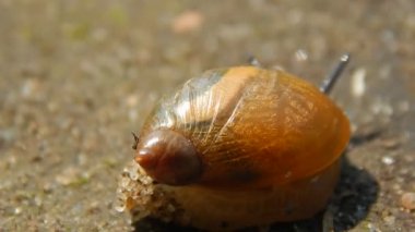 Salyangoz bir iz bırakarak yolda tarama