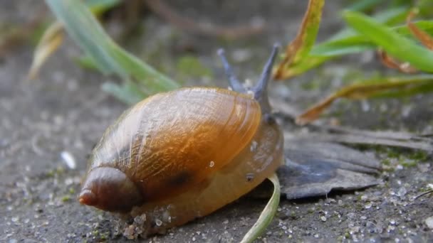 Escargot rampant sur la route laissant un sentier 