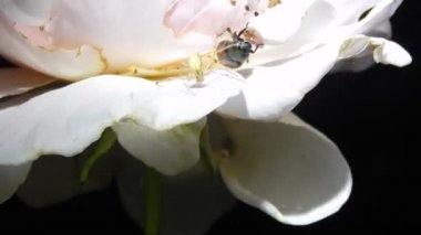 Gece video. Örümcek saldırıları böcek portre