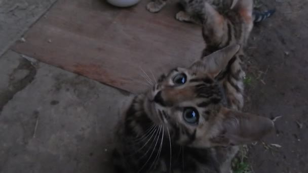 Vidéo de nuit. Petits chatons curieux du Bengale 