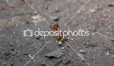 İki kırmızı karınca hayatta kalmak için mücadele ediyoruz