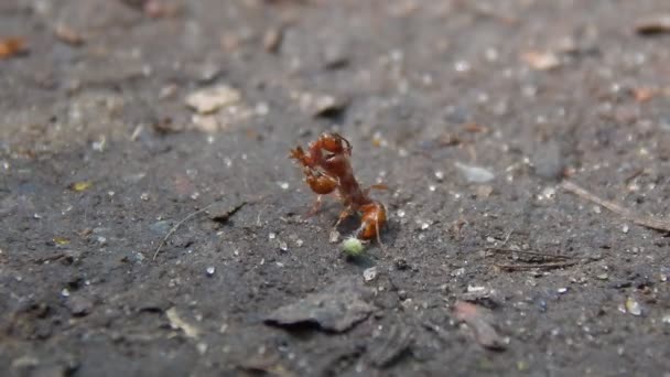두 개의 빨간 개미는 생존을 위해 싸우고 있다 — 비디오