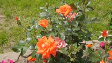 Sıralama turuncu melez çay Bahçe Milva rüzgarda sallanan gül