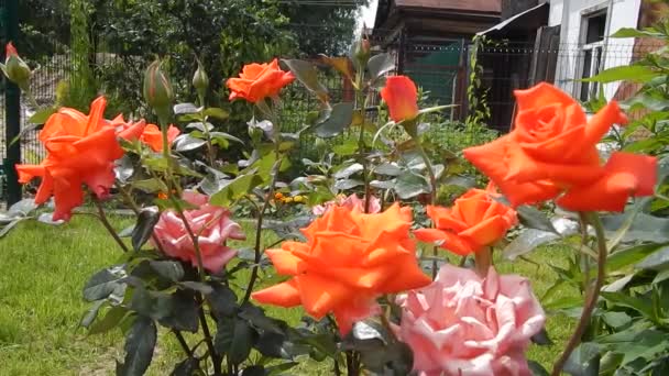 Soort oranje hybride thee steeg tuin Milva zwaaiend in de wind — Stockvideo