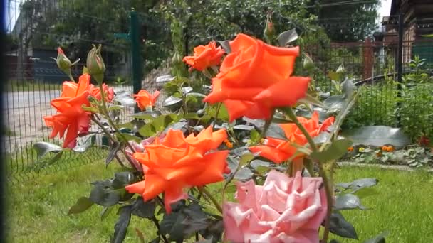 Sortowania pomarańczowy hybrid tea Róża ogród Milva kołyszących się na wietrze — Wideo stockowe