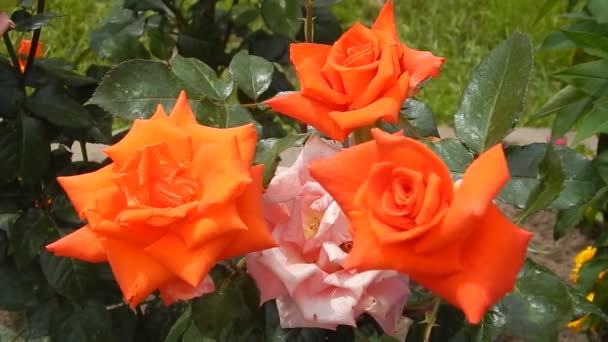 Sorte Orange Hybrid Tea Rosengarten Milva wiegt sich im Wind — Stockvideo