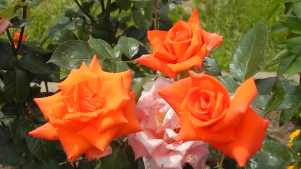 並べ替えオレンジ ハイブリッド ティー ローズ風に揺れる庭のミルバ — ストック動画