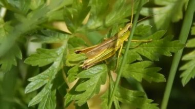 Çekirge bir yeşil bitki portre üzerinde