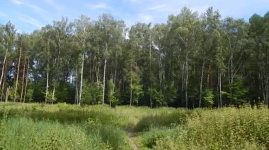 Küçük orman alanı Panoraması