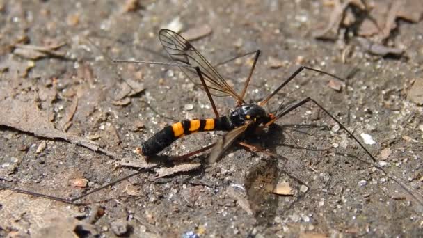 Naranja negro mosquito y