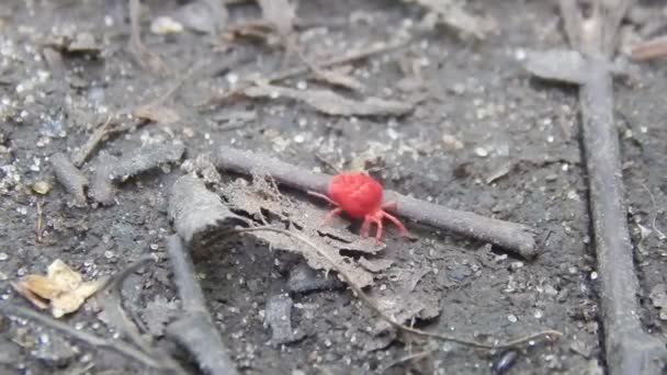 Araña roja pequeño bosque primer plano — Vídeos de Stock