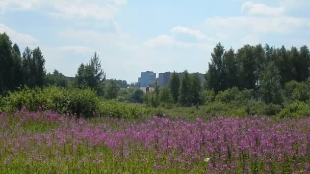 Fleurs violettes sur le champ oscillant dans le vent 