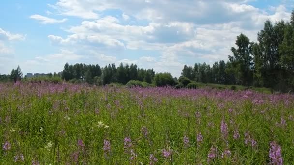 Fleurs violettes sur le champ oscillant dans le vent 