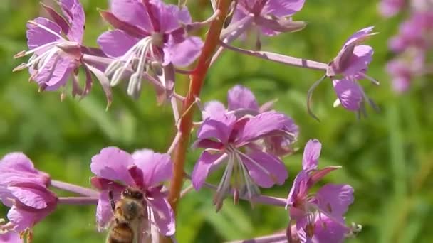 Bi på en blomma äng närbild — Stockvideo