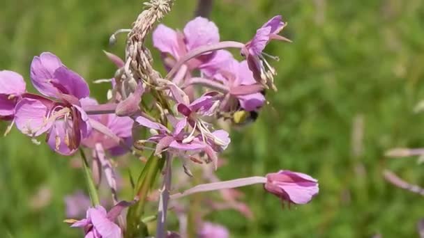 Bi på en blomma äng närbild — Stockvideo