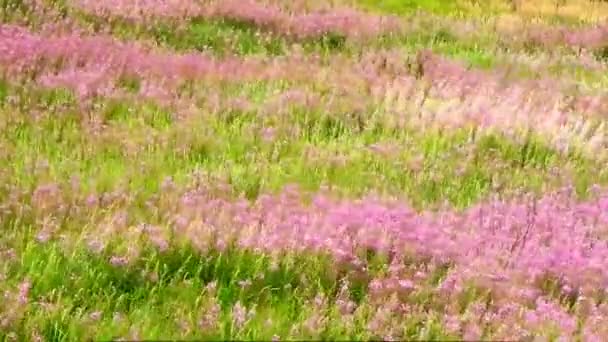 Flores púrpuras en el campo balanceándose en el viento — Vídeos de Stock