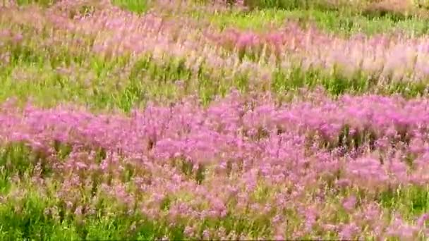 Flores púrpuras en el campo balanceándose en el viento — Vídeos de Stock