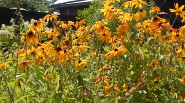 Aster portre sarı kelebek çiçekler