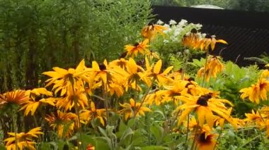 Swallowtail kelebek sarı Aster rüzgarda sallanan çiçek nektarı toplamak