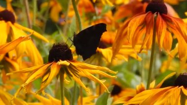Swallowtail kelebek sarı Aster rüzgarda sallanan çiçek nektarı toplamak