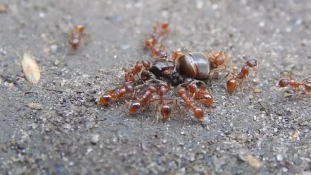 Rode mieren aangevallen de zwarte mier — Stockvideo