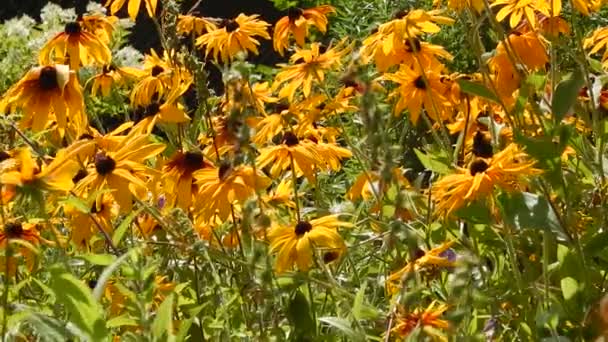 Mariposa sobre flores amarillas asters primer plano — Vídeo de stock