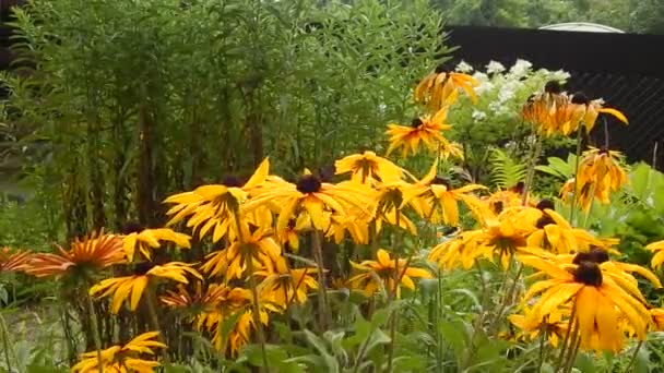 アゲハ蝶黄色アスターを風に揺れる花から花蜜を集めます — ストック動画