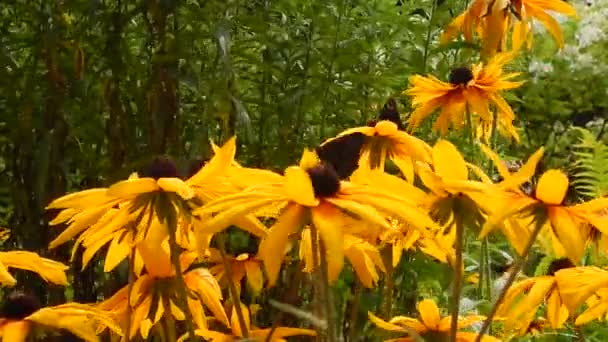 Coda Rondine Farfalle raccogliere nettare dai fiori ondeggianti astri gialli nel vento — Video Stock