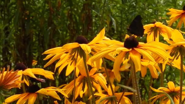 Coda Rondine Farfalle raccogliere nettare dai fiori ondeggianti astri gialli nel vento — Video Stock