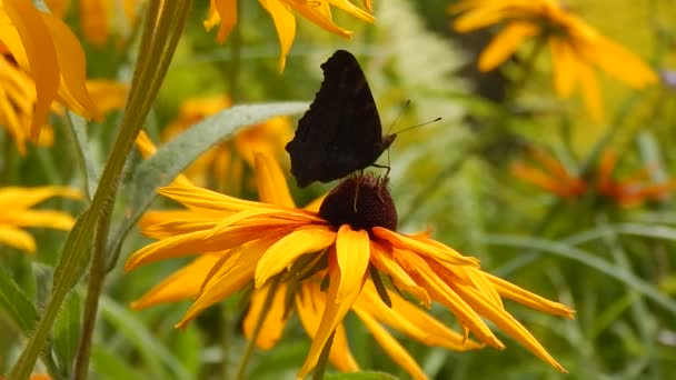 Swallowtail fjärilar samla nektar från blommorna vajar gula astrar i vinden — Stockvideo