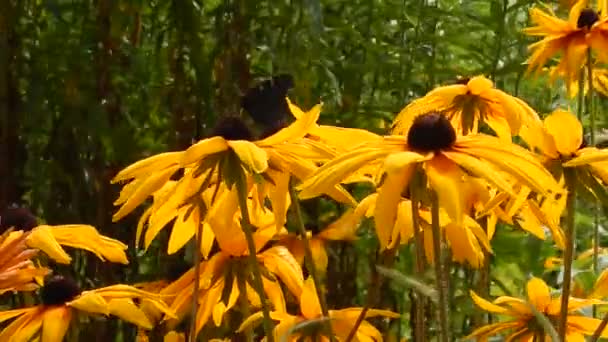 アゲハ蝶黄色アスターを風に揺れる花から花蜜を集めます — ストック動画