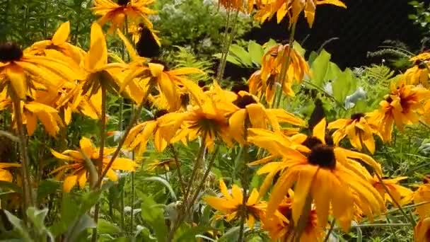 Coleta de golondrina Las mariposas recogen néctar de las flores que balancean los astros amarillos en el viento — Vídeo de stock