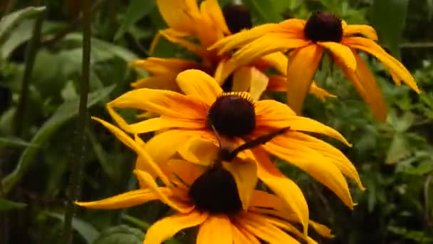 Schwalbenschwanzschmetterlinge sammeln Nektar von den Blüten, die gelbe Astern im Wind wiegen — Stockvideo