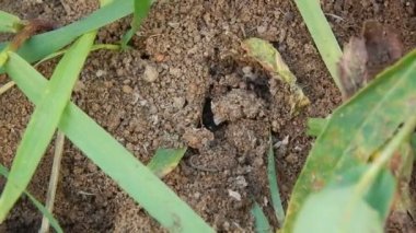 Siyah karıncalar larvalar onların karınca yuvası içinde sürükleyin.