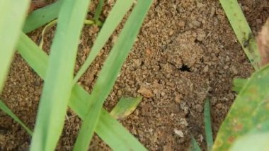 Siyah karıncalar larvalar onların karınca yuvası içinde sürükleyin.