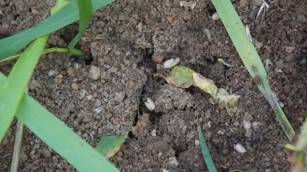 Las hormigas negras arrastran las larvas en su hormiguero — Vídeo de stock